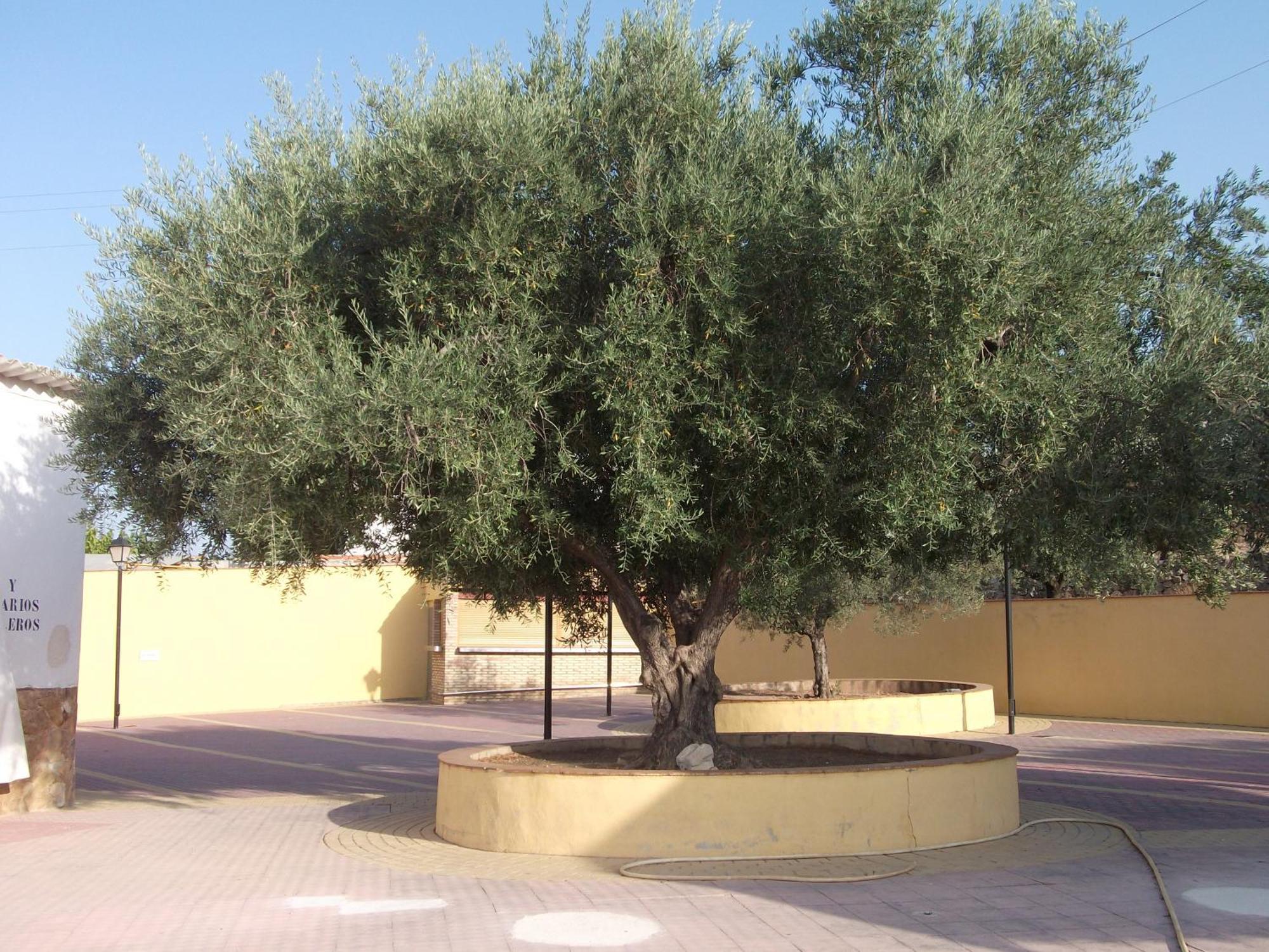 Hotel Meson Del Moro Abarán Exterior foto